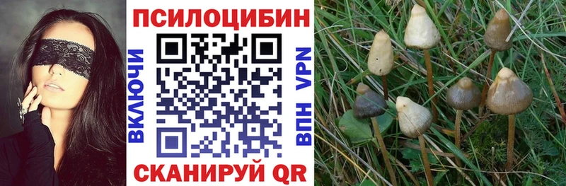 закладки  Щучье  Галлюциногенные грибы Psilocybine cubensis 